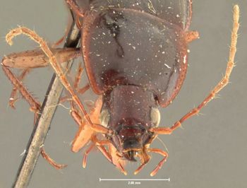 Media type: image;   Entomology 33022 Aspect: head frontal view